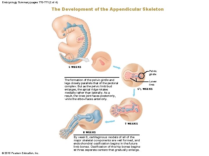 Embryology Summary pages 770 -771 (2 of 4) The Development of the Appendicular Skeleton
