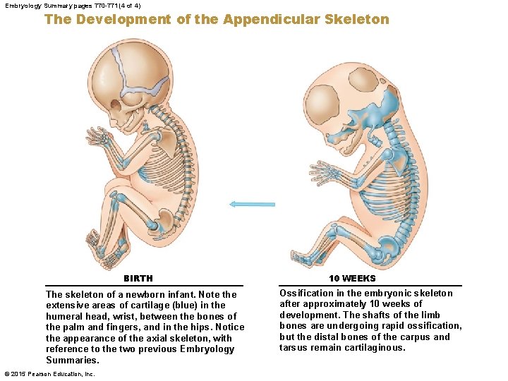 Embryology Summary pages 770 -771 (4 of 4) The Development of the Appendicular Skeleton