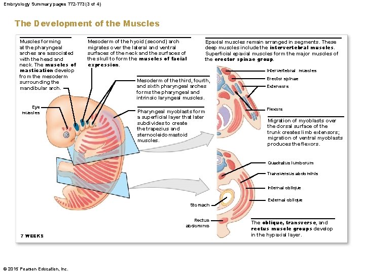 Embryology Summary pages 772 -773 (3 of 4) The Development of the Muscles forming