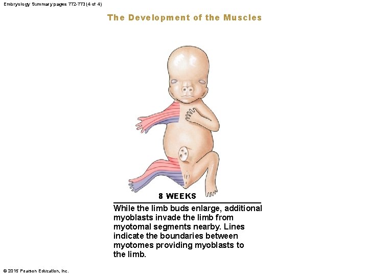Embryology Summary pages 772 -773 (4 of 4) The Development of the Muscles 8