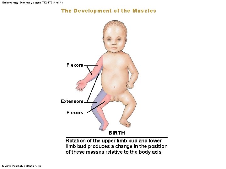 Embryology Summary pages 772 -773 (4 of 4) The Development of the Muscles Flexors