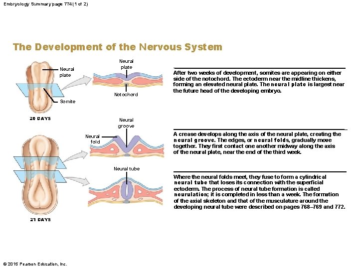 Embryology Summary page 774 (1 of 2) The Development of the Nervous System Neural