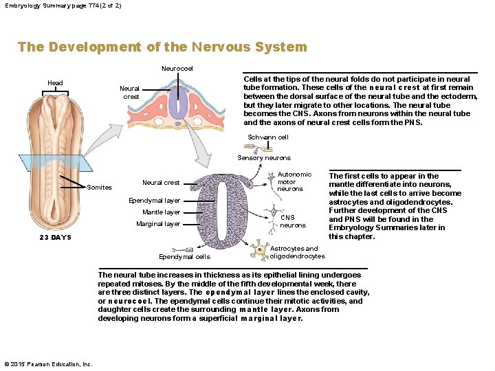 Embryology Summary page 774 (2 of 2) The Development of the Nervous System Neurocoel