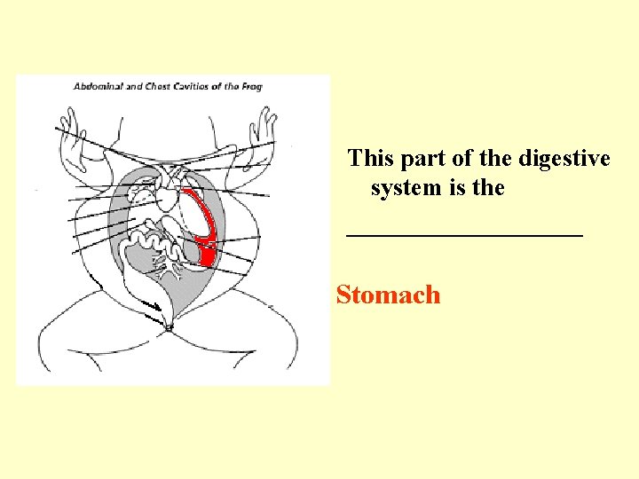 This part of the digestive system is the __________ Stomach 