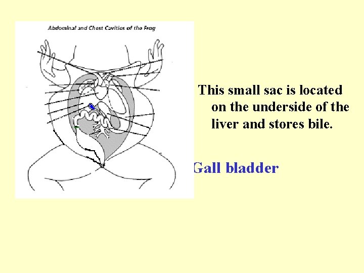This small sac is located on the underside of the liver and stores bile.