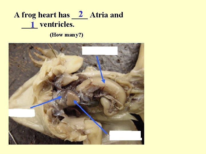 2 Atria and A frog heart has ____ 1 ventricles. (How many? ) 