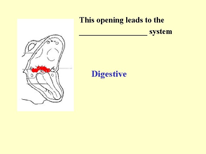 This opening leads to the _________ system Digestive 