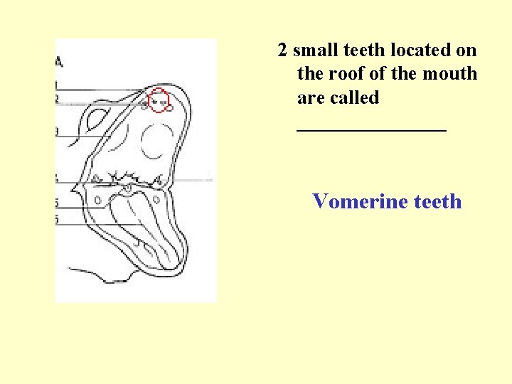 2 small teeth located on the roof of the mouth are called ________ Vomerine