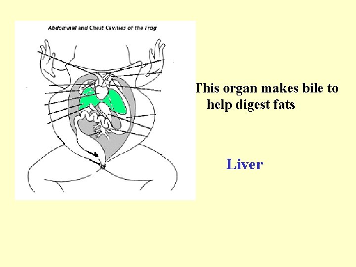 This organ makes bile to help digest fats Liver 