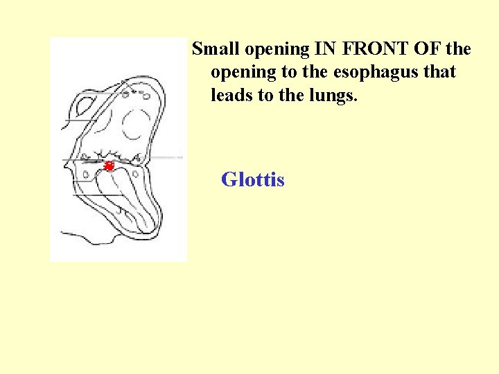 Small opening IN FRONT OF the opening to the esophagus that leads to the