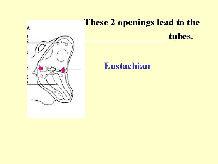 These 2 openings lead to the _________ tubes. Eustachian 