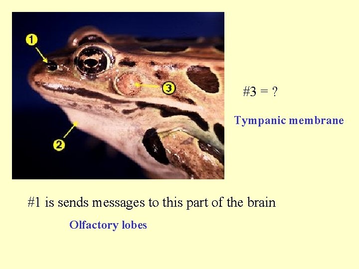 #3 = ? Tympanic membrane #1 is sends messages to this part of the