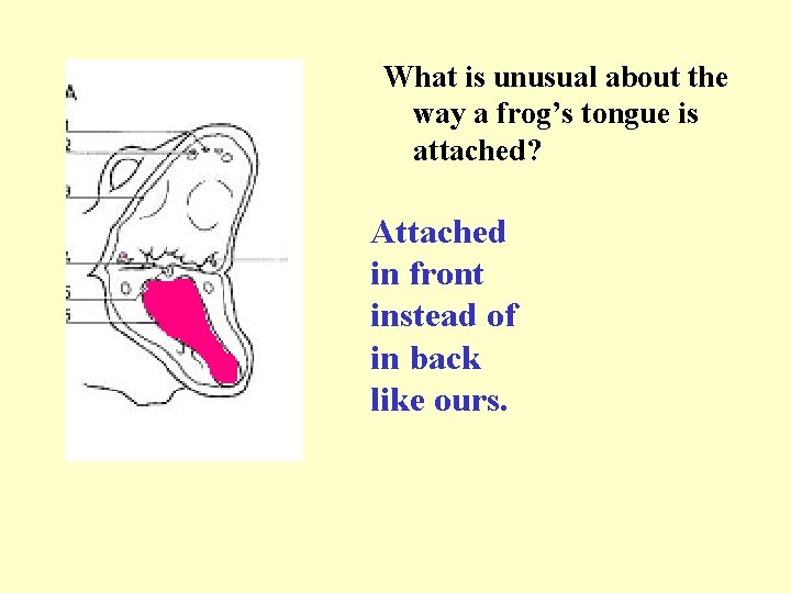 What is unusual about the way a frog’s tongue is attached? Attached in front