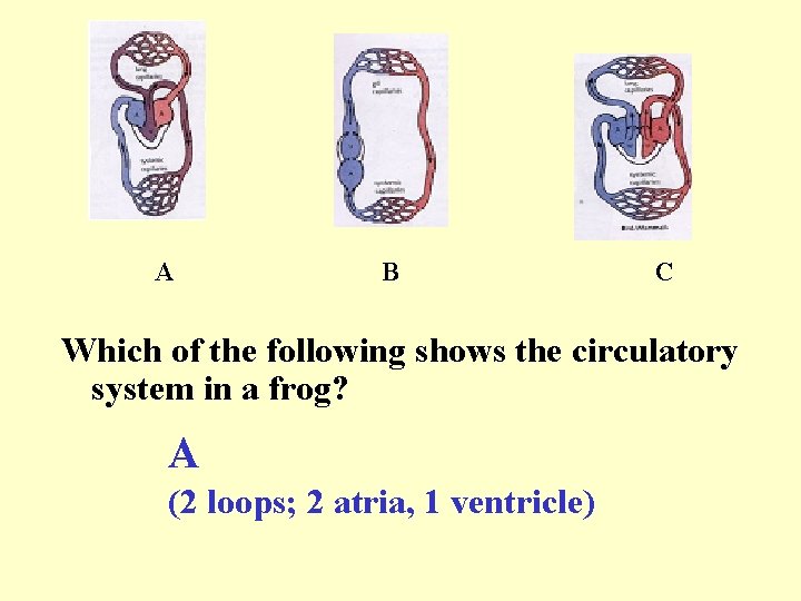 A B C Which of the following shows the circulatory system in a frog?