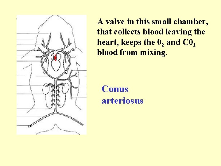 A valve in this small chamber, that collects blood leaving the heart, keeps the