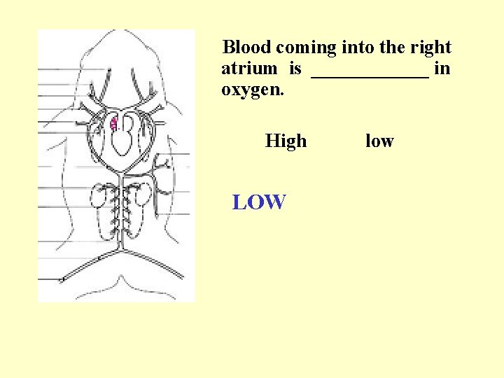 Blood coming into the right atrium is ______ in oxygen. High LOW low 