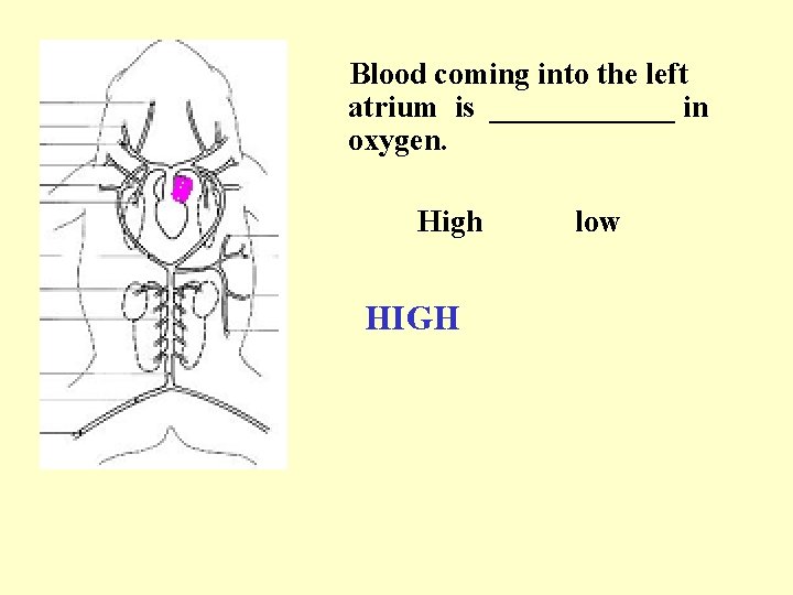 Blood coming into the left atrium is ______ in oxygen. High HIGH low 