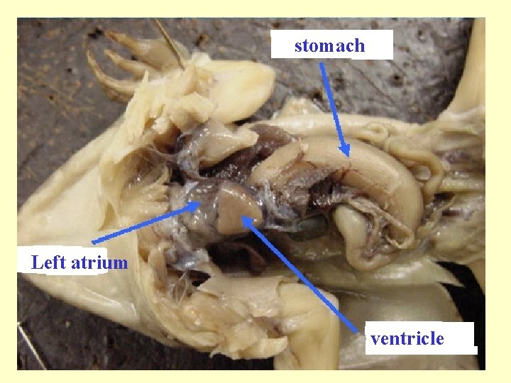 stomach Left atrium ventricle 