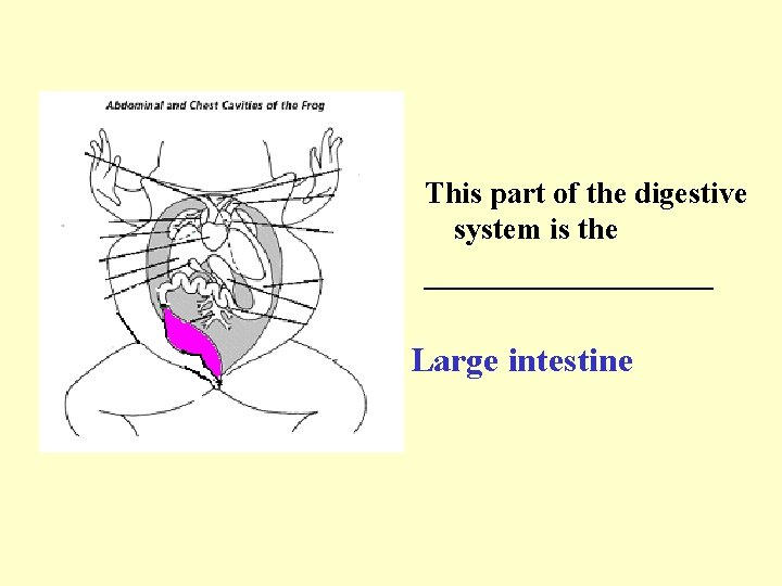 This part of the digestive system is the __________ Large intestine 