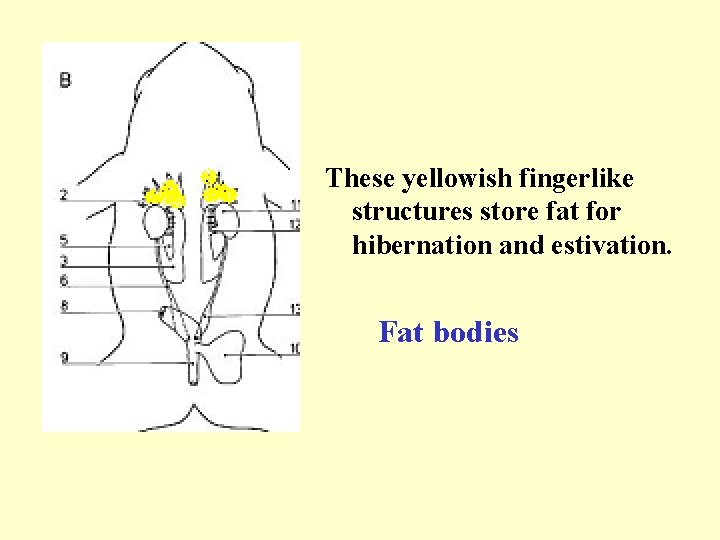 These yellowish fingerlike structures store fat for hibernation and estivation. Fat bodies 