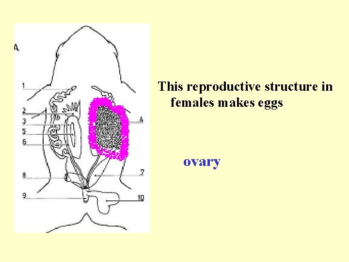 This reproductive structure in females makes eggs ovary 