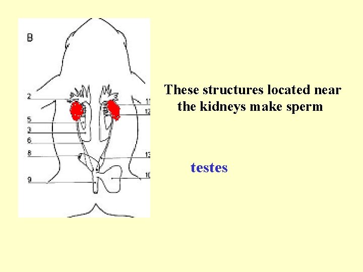 These structures located near the kidneys make sperm testes 