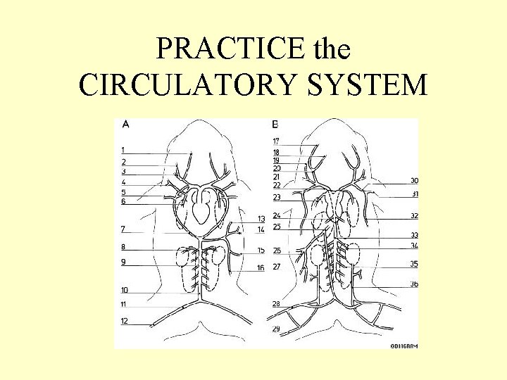 PRACTICE the CIRCULATORY SYSTEM 