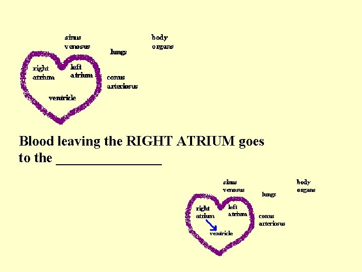 Blood leaving the RIGHT ATRIUM goes to the ________ 