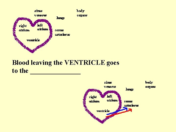 Blood leaving the VENTRICLE goes to the ________ 