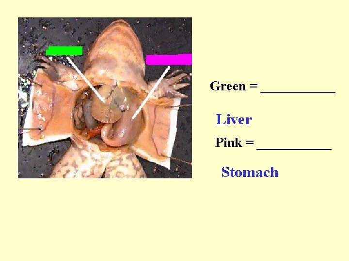 Green = ______ Liver Pink = ______ Stomach 
