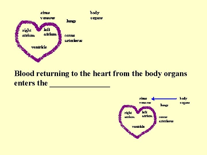 Blood returning to the heart from the body organs enters the ________ 