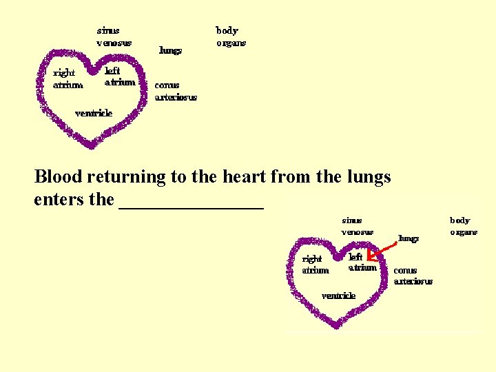 Blood returning to the heart from the lungs enters the ________ 