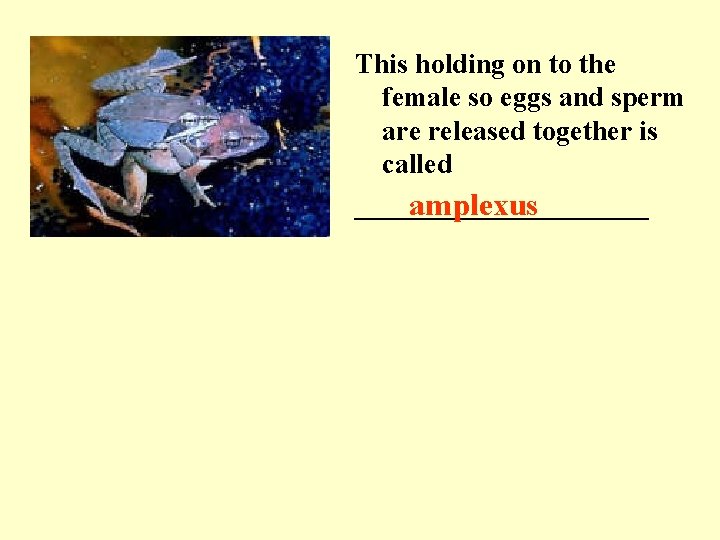 This holding on to the female so eggs and sperm are released together is
