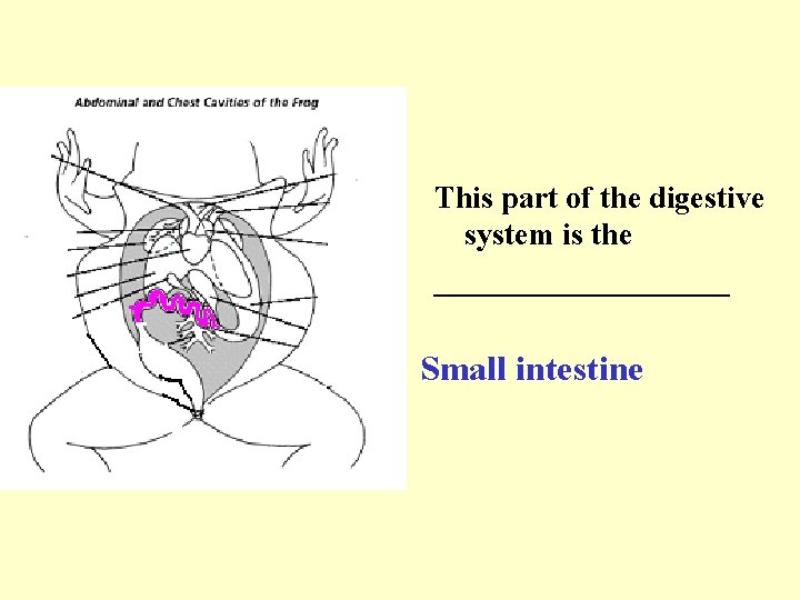 This part of the digestive system is the __________ Small intestine 