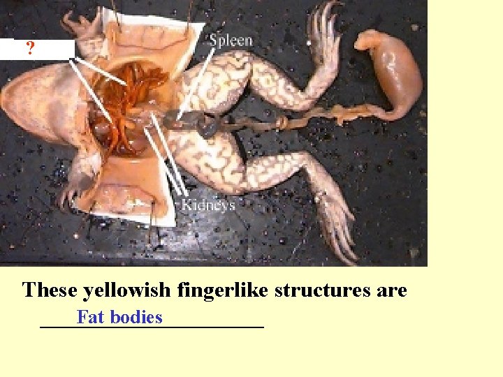 ? These yellowish fingerlike structures are Fat bodies __________ 