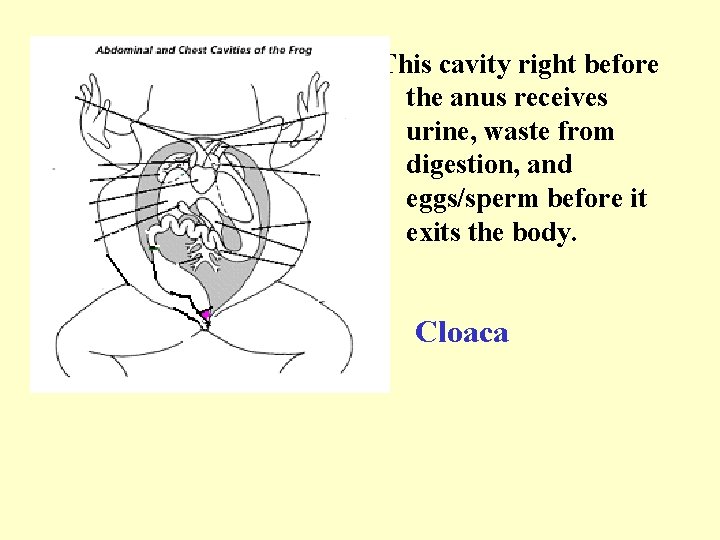 This cavity right before the anus receives urine, waste from digestion, and eggs/sperm before