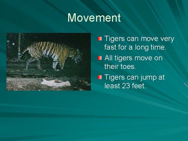 Movement Tigers can move very fast for a long time. All tigers move on