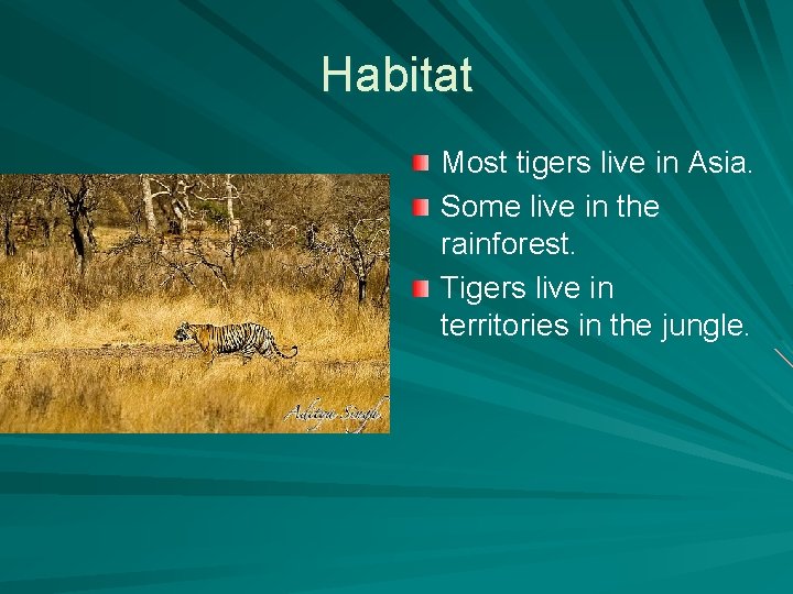 Habitat Most tigers live in Asia. Some live in the rainforest. Tigers live in