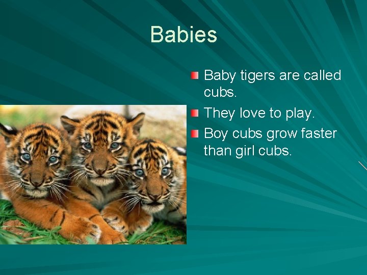 Babies Baby tigers are called cubs. They love to play. Boy cubs grow faster