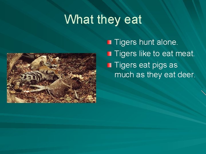 What they eat Tigers hunt alone. Tigers like to eat meat. Tigers eat pigs