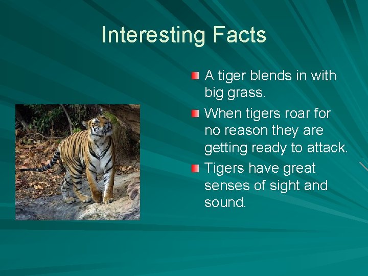 Interesting Facts A tiger blends in with big grass. When tigers roar for no