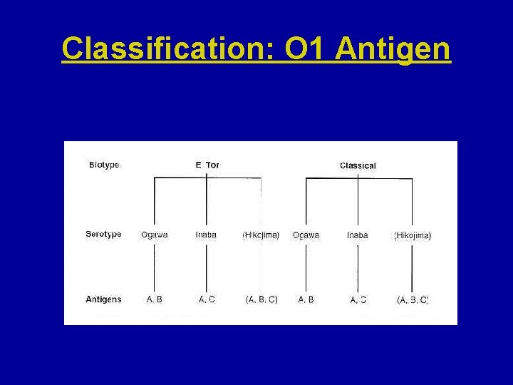 Classification: O 1 Antigen 