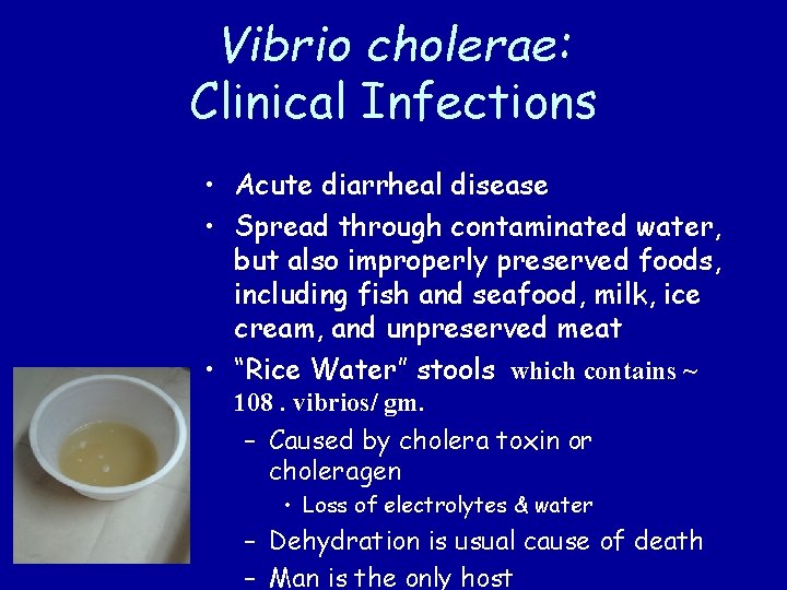 Vibrio cholerae: Clinical Infections • Acute diarrheal disease • Spread through contaminated water, but