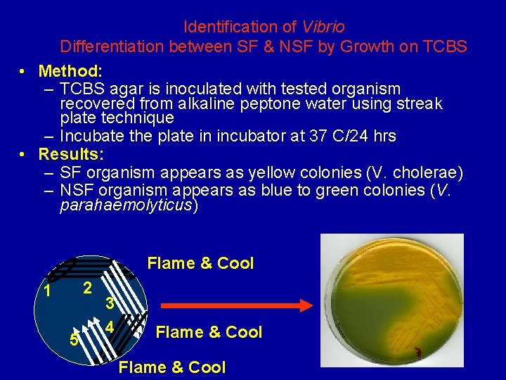 Identification of Vibrio Differentiation between SF & NSF by Growth on TCBS • Method: