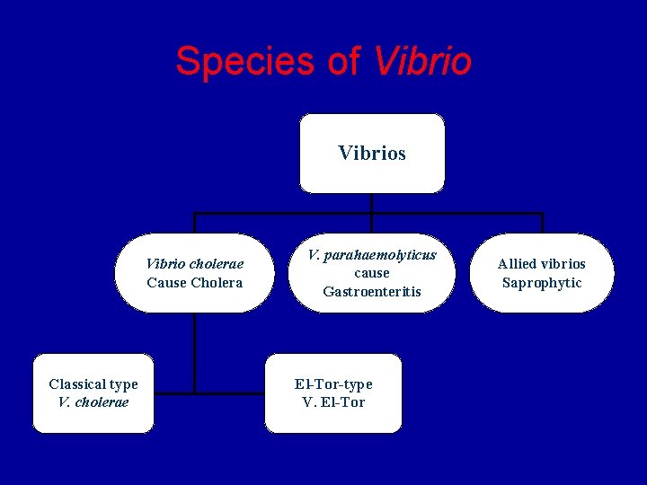 Species of Vibrios Vibrio cholerae Cause Cholera Classical type V. cholerae V. parahaemolyticus cause