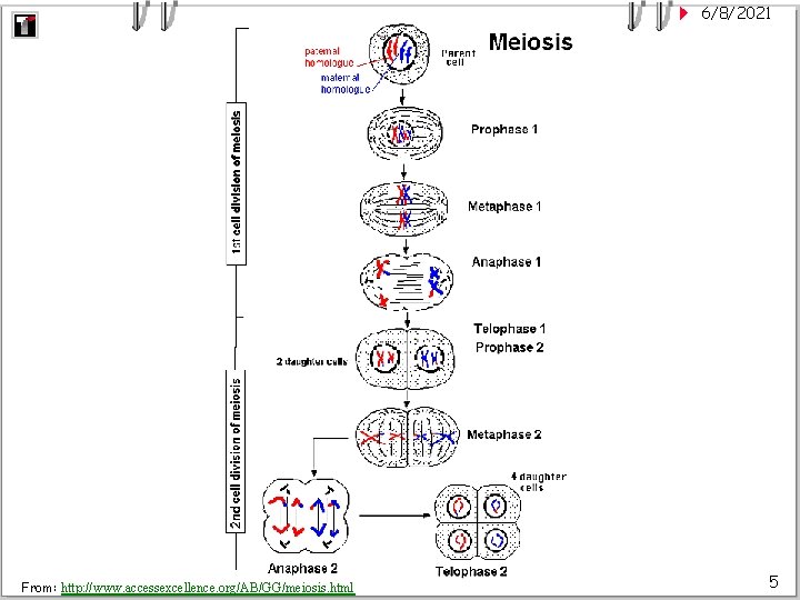 6/8/2021 From: http: //www. accessexcellence. org/AB/GG/meiosis. html 5 
