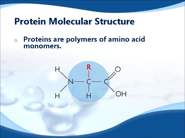 Protein Molecular Structure o Proteins are polymers of amino acid monomers. 