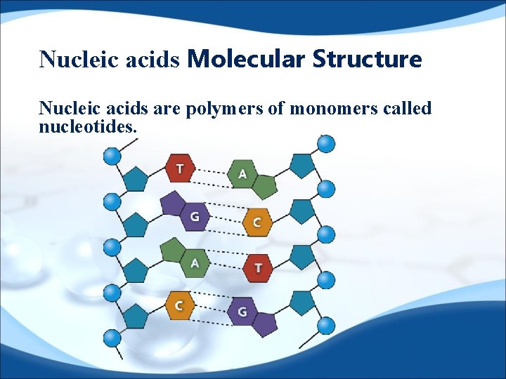 Nucleic acids Molecular Structure Nucleic acids are polymers of monomers called nucleotides. 