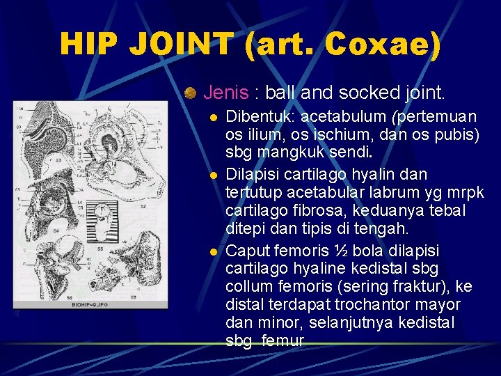 HIP JOINT (art. Coxae) Jenis : ball and socked joint. l l l Dibentuk: