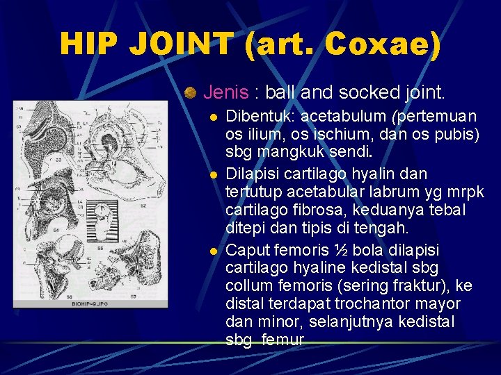 HIP JOINT (art. Coxae) Jenis : ball and socked joint. l l l Dibentuk: HIP JOINT (art. Coxae) Jenis : ball and socked joint. l l l Dibentuk: